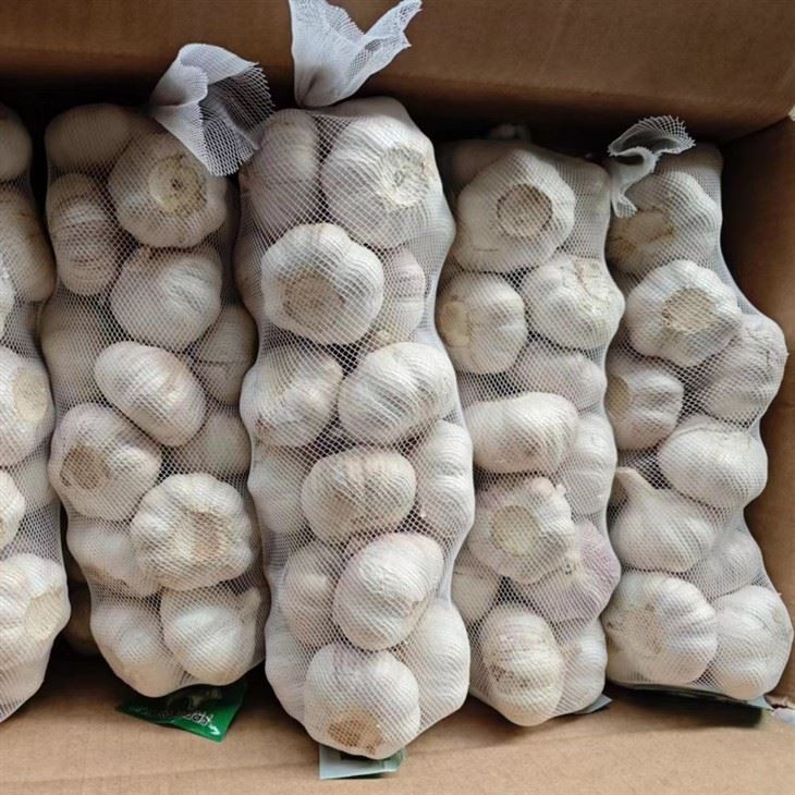 Fresh Garlic For Export factory