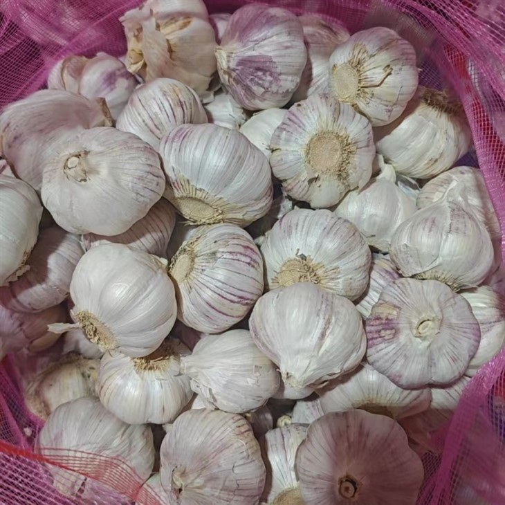 Fresh Garlic For Export price