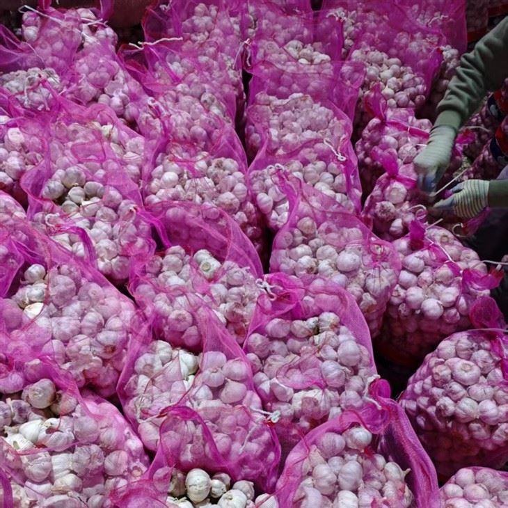 Fresh Garlic For Export best