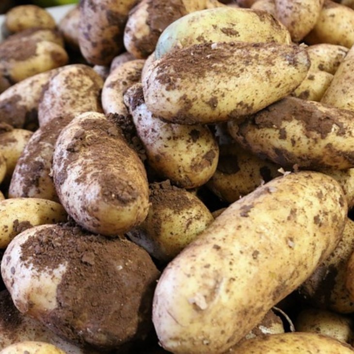 Normal White Potato best