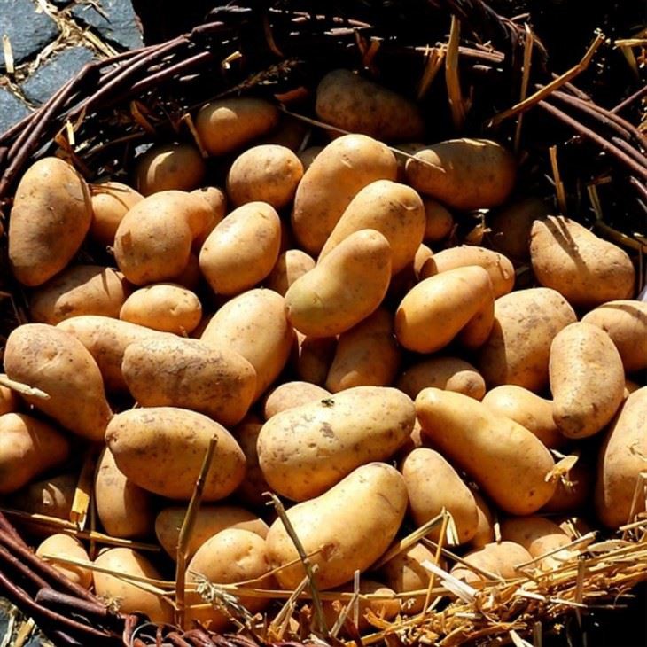 Normal White Potato factory