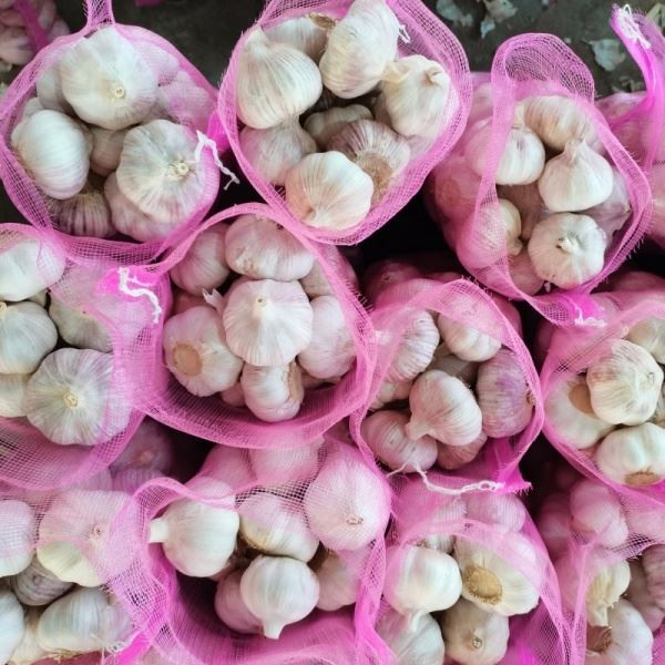 Normal White Garlic 10 Kilos 1 Box suppliers