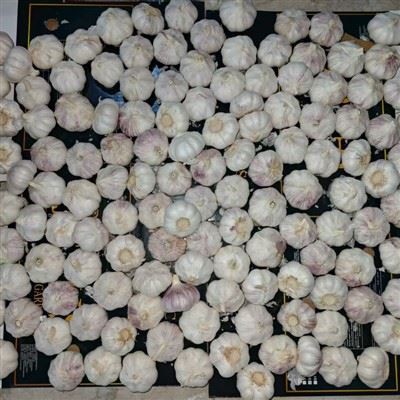 Export Pure White Garlic Export Pure White Garlic