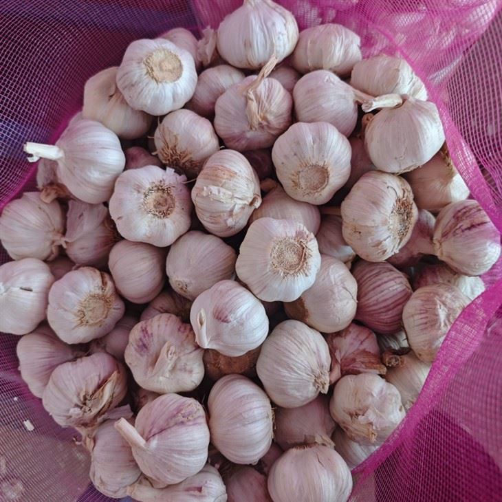 fresh garlic with mesh bag factory
