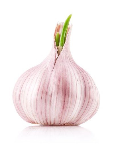 Wholesale Normal White Garlic price