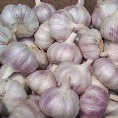Wholesale Normal White Garlic high quality