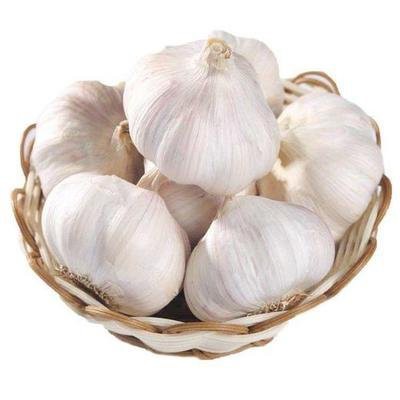 Wholesale Normal White Garlic suppliers
