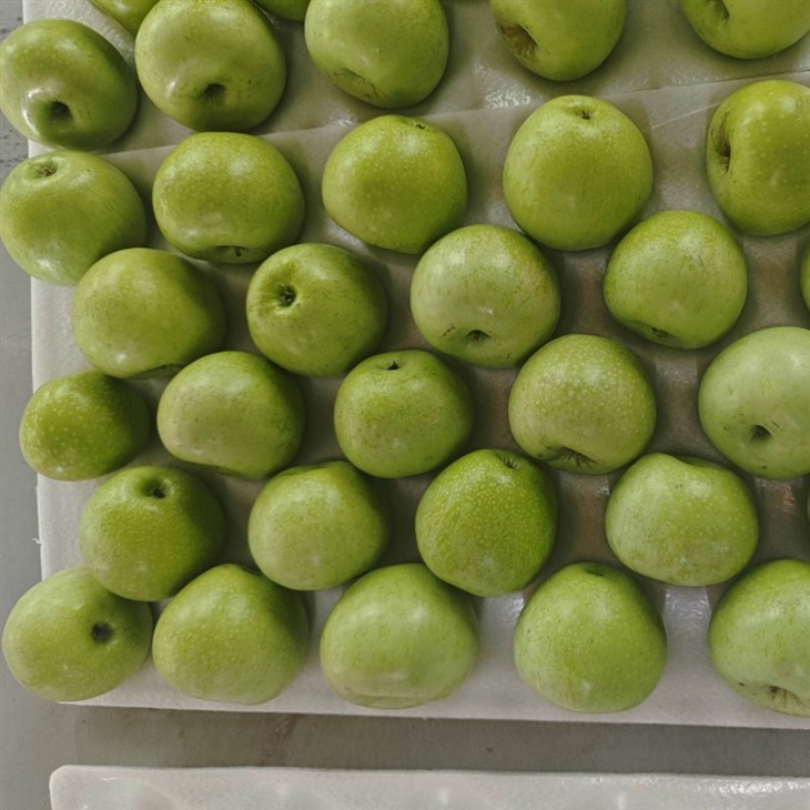Wholesale Premium Green Apple Gala Apples suppliers
