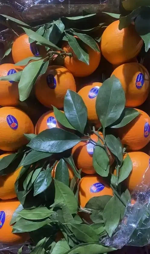 Size 80 Fresh Newhall Navel Orange factory