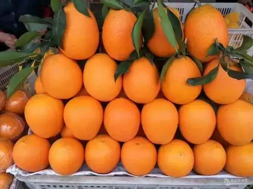 Size 80 Fresh Newhall Navel Orange high quality