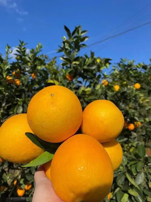 Size 80 Fresh Newhall Navel Orange suppliers