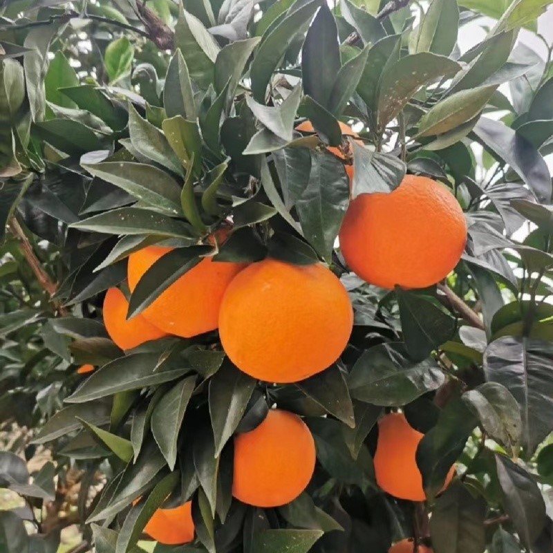 674811bab82773179d16b08804380516-800- 674811bab82773179d16b08804380516-800-