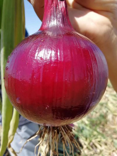 t04ea643844590d4818 t04ea643844590d4818