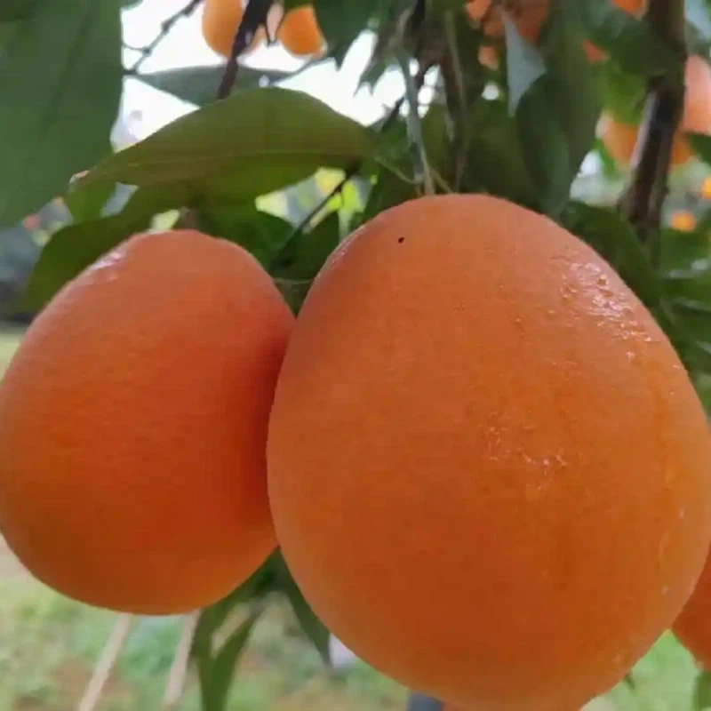 srchttpsafe-imgxhscdncombw14b19ba42-c80b-4829-b557-8f441c7dd4ddimageView22w1080formatjpgreferhttpsafe-imgxhscdn srchttpsafe-imgxhscdncombw14b19ba42-c80b-4829-b557-8f441c7dd4ddimageView22w1080formatjpgreferhttpsafe-imgxhscdn