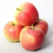 10kgs Gala Apple